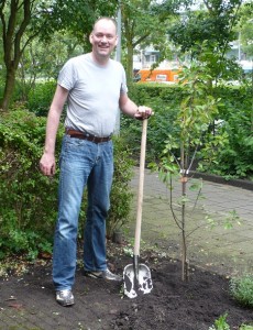 Plum tree planted